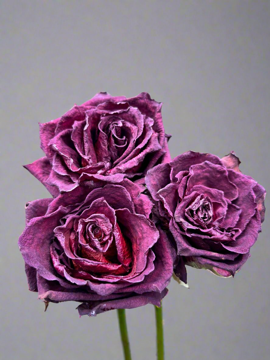 Bouquet de 10 tiges de roses du patrimoine