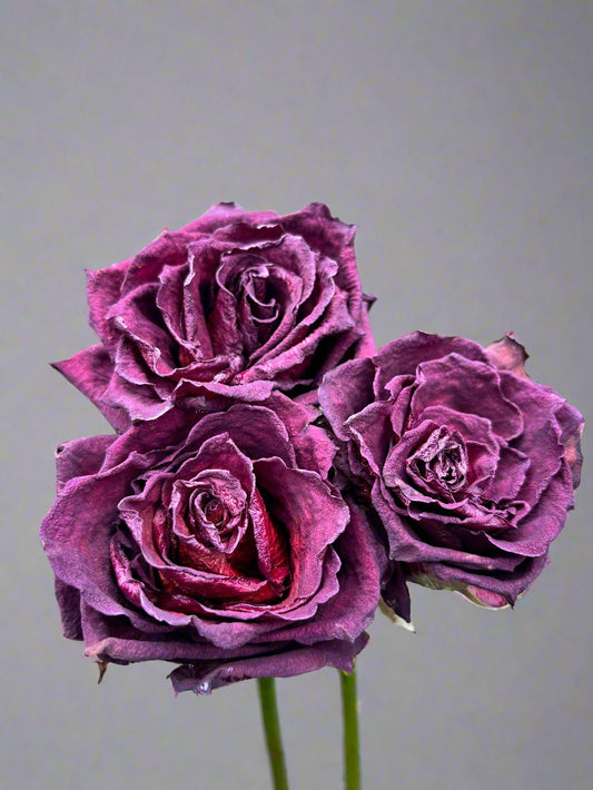 Bouquet de 10 tiges de roses du patrimoine