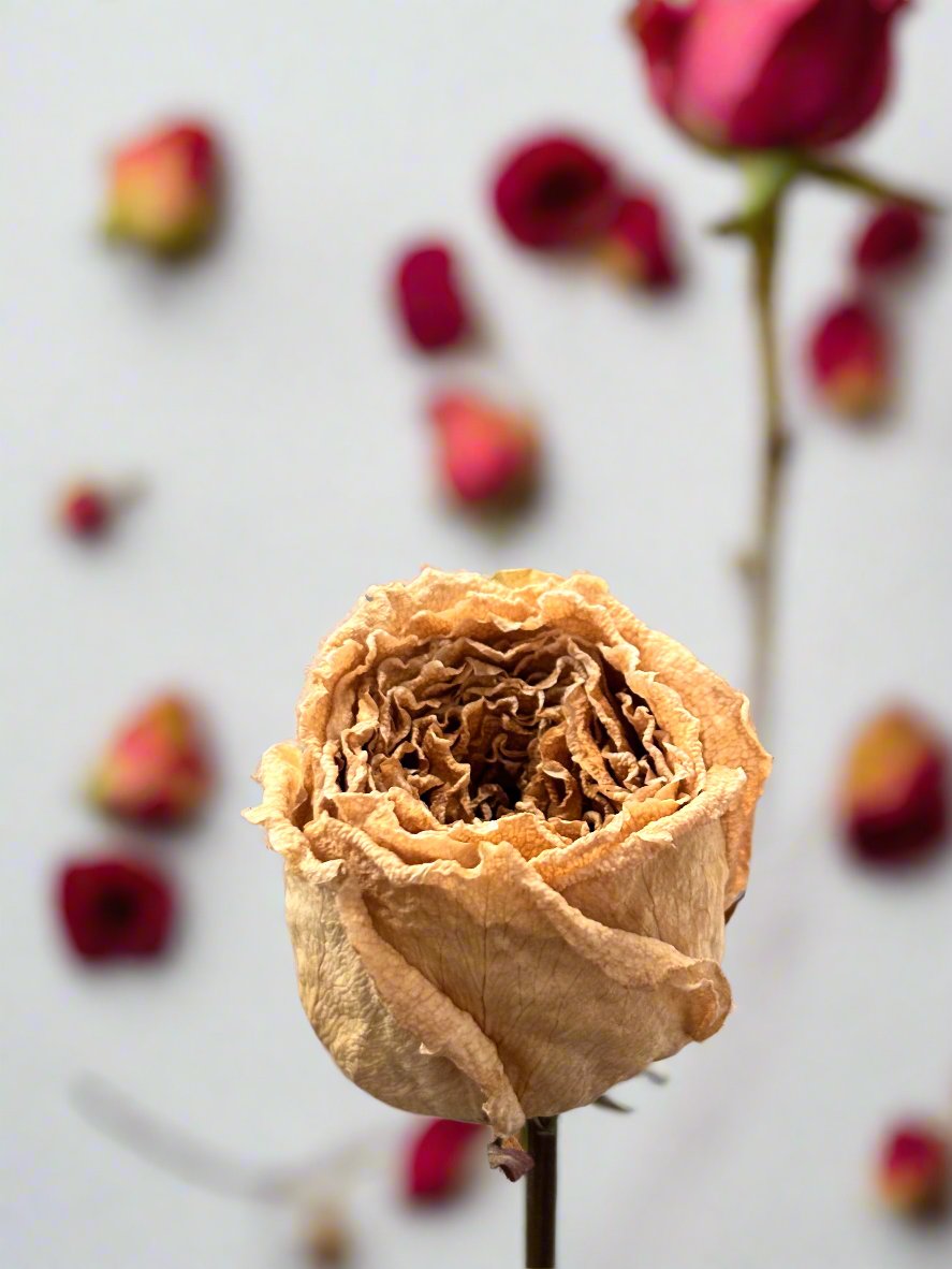 Bouquet de 10 tiges de roses du patrimoine