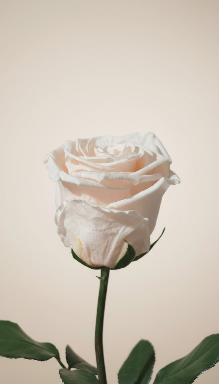 Premium Preserved Rose