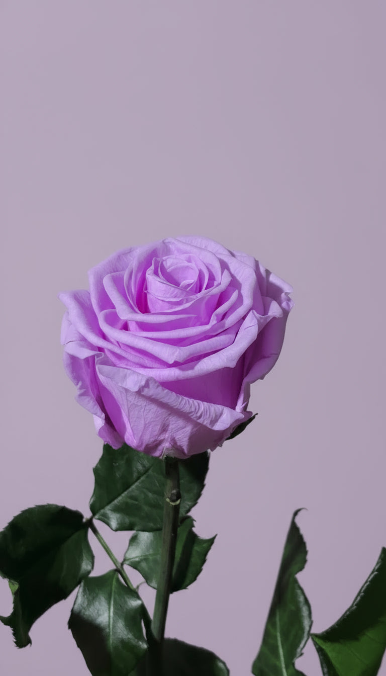 Trio of Premium Preserved Roses