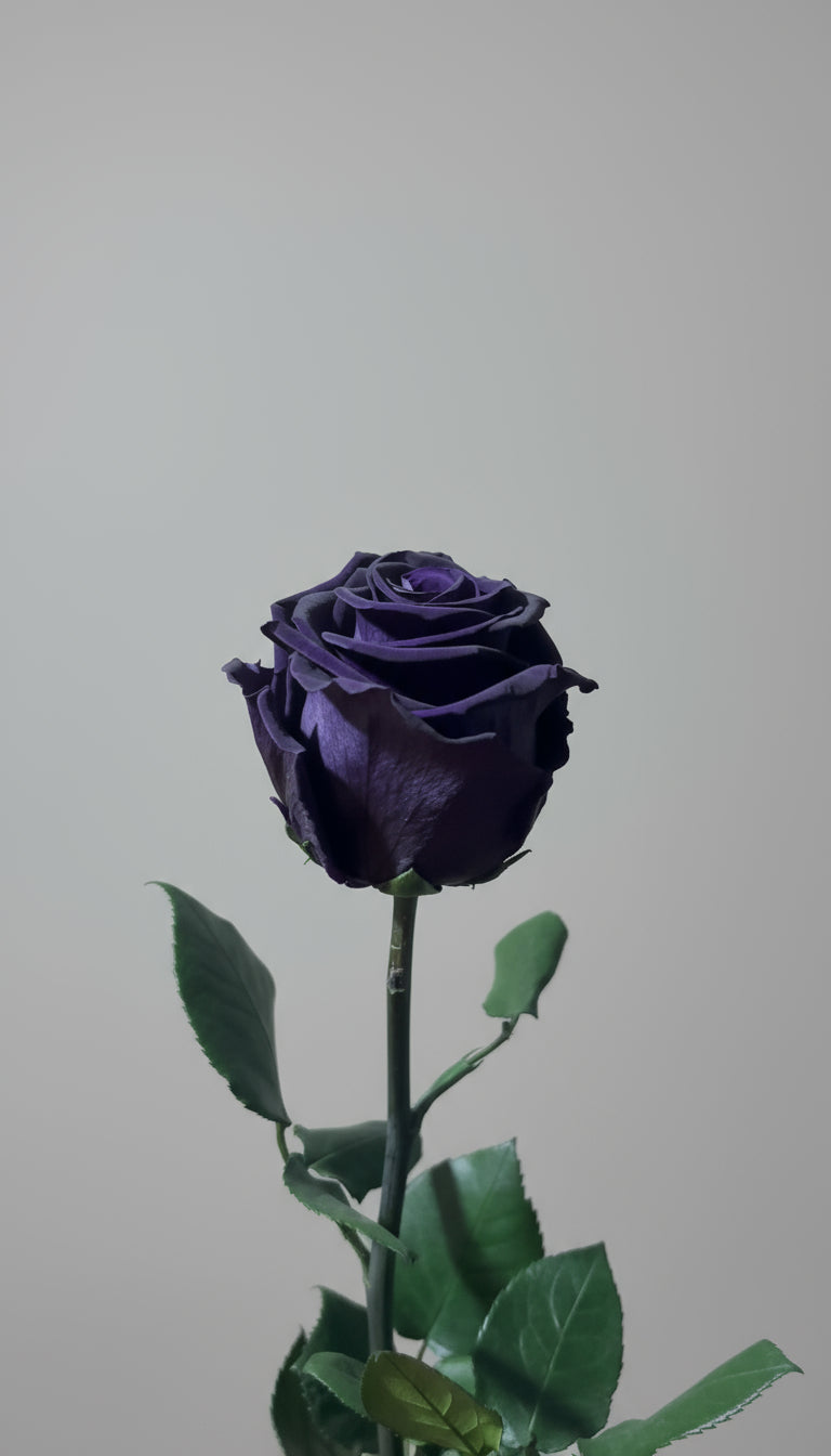 1 Premium Preserved Rose