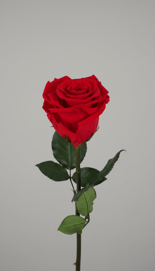 Premium Preserved Rose
