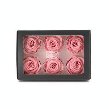 6 Pack Preserved Roses – Studio 18