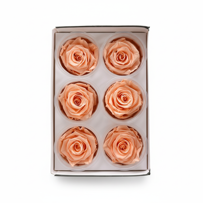 6 Pack Preserved Roses – Studio 26