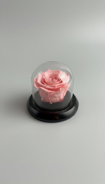 Enchanted Dome Rose