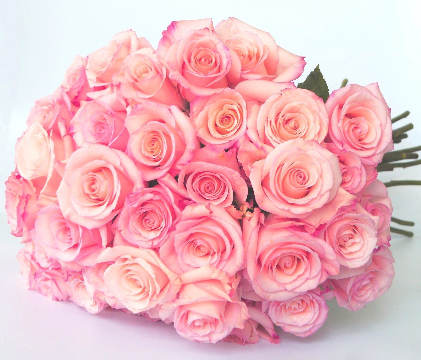 Premium Pink Roses