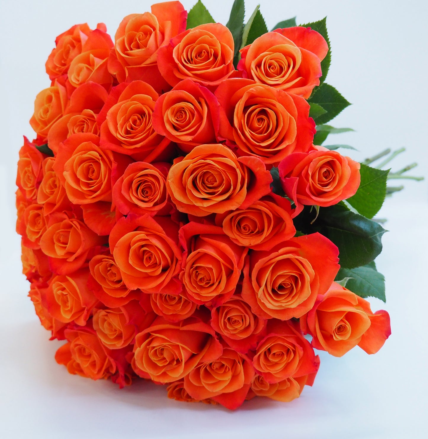 Premium Orange Roses