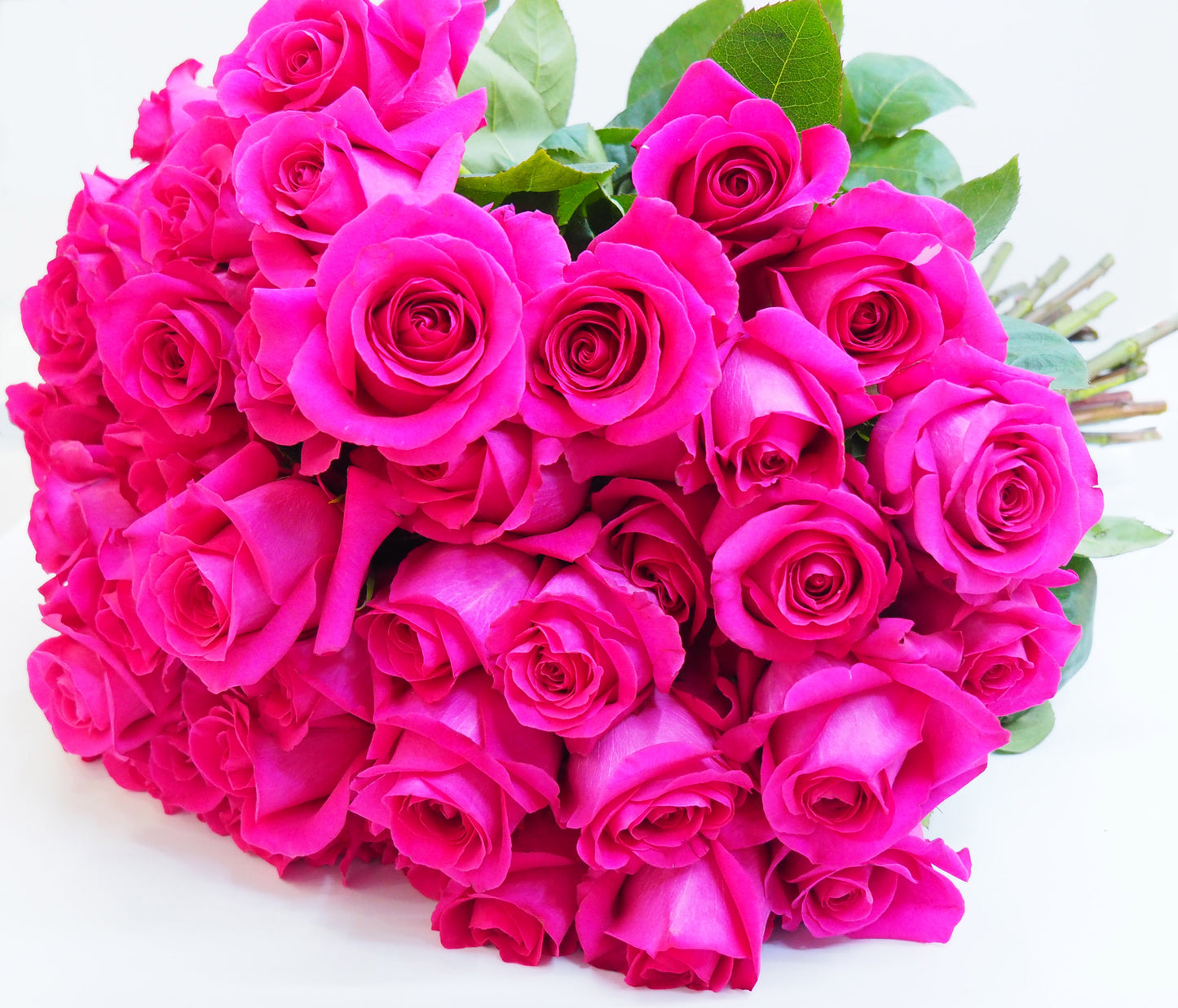 Premium Hot Pink Roses