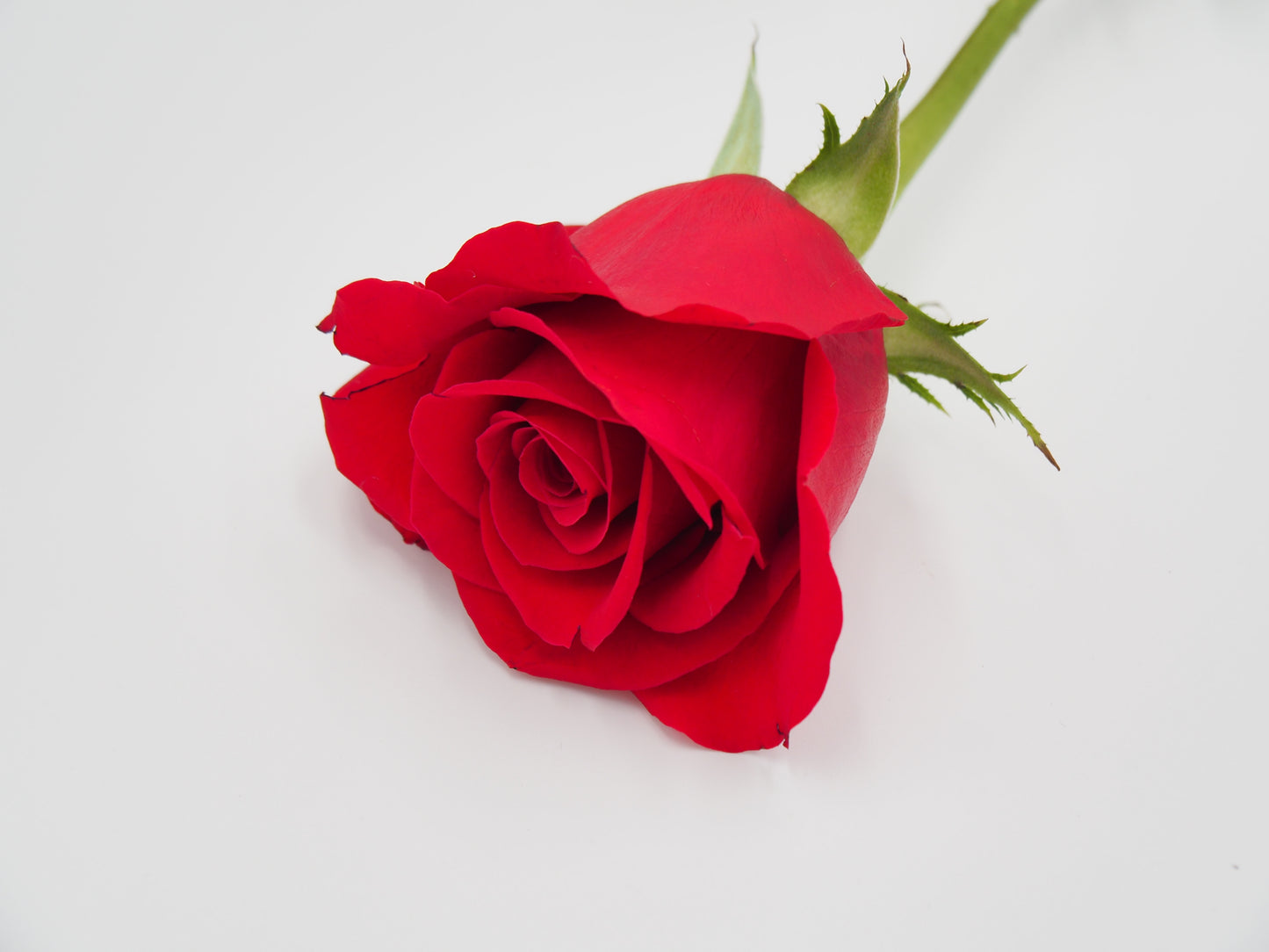 Premium Red Rose