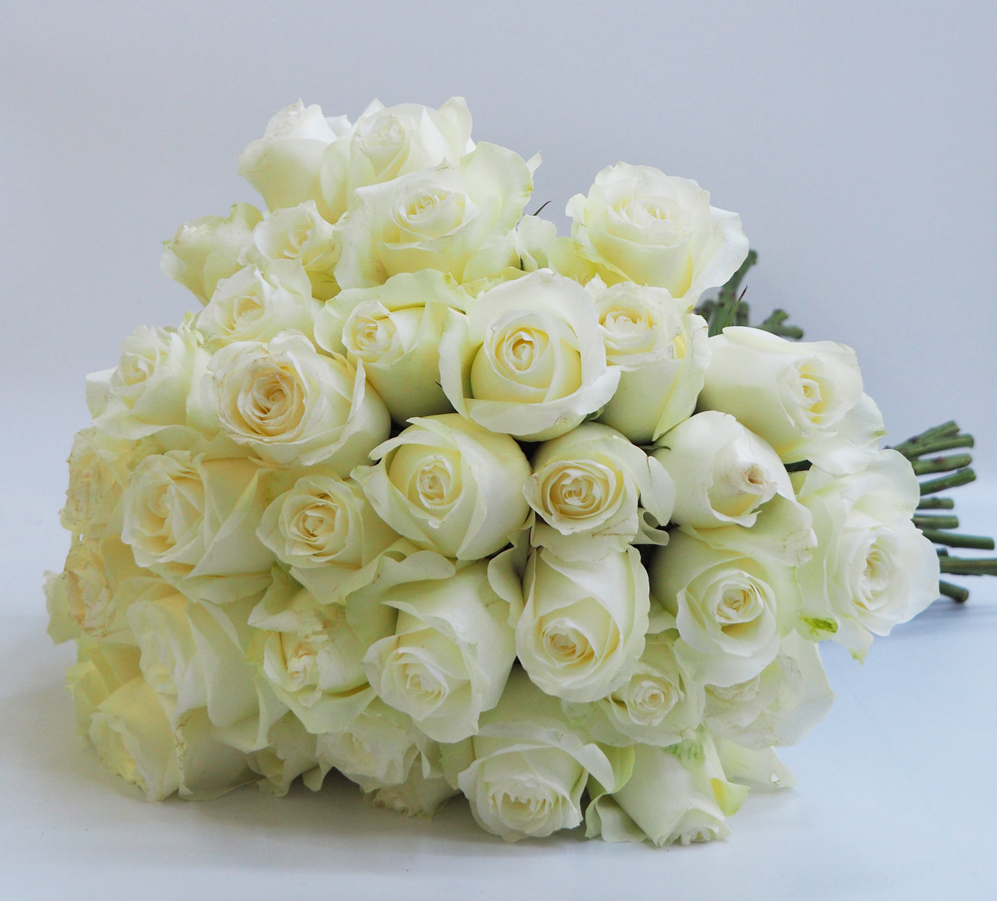 Premium White Roses