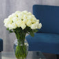 Premium White Roses