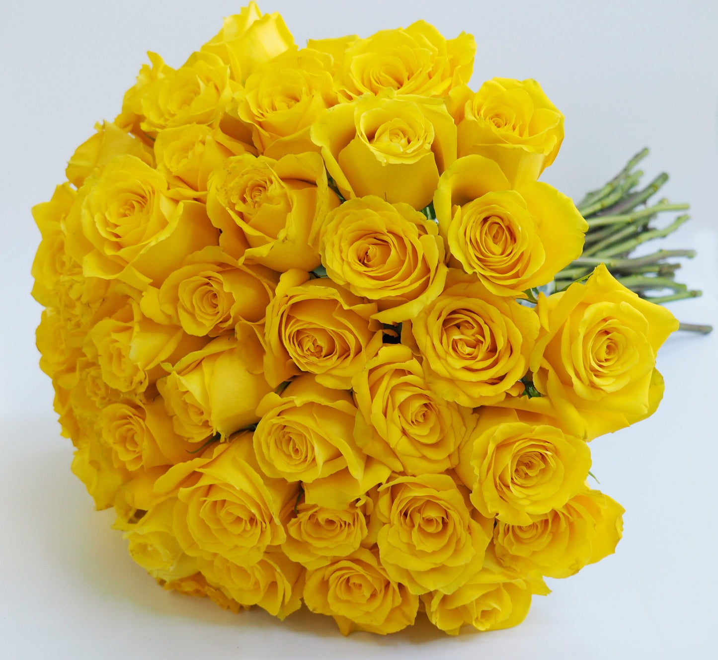 Premium Yellow Roses