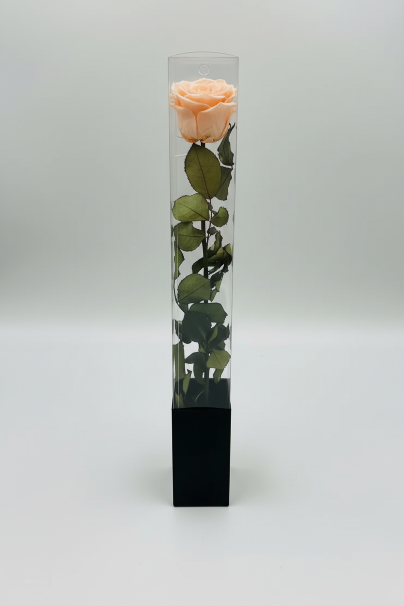 Light Peach Rose in Acrylic Box