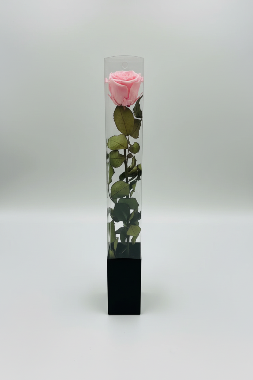 Pink Rose in Acrylic Box