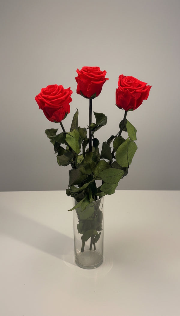 Trio of Premium Preserved Roses