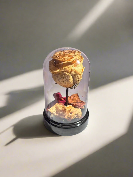 Dôme de rose intemporel