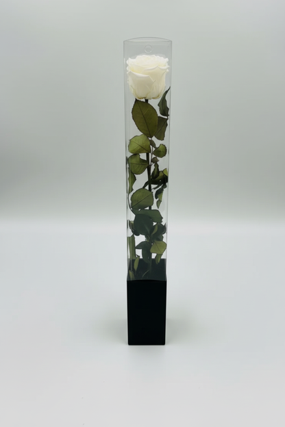 White Rose - green stem