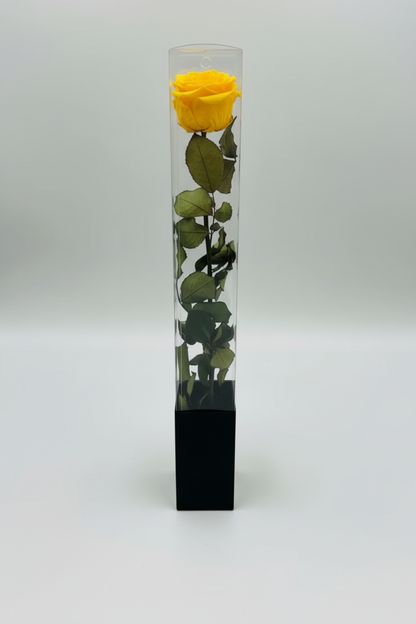 Yellow Rose - green stem